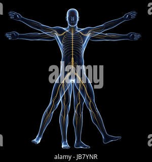 vitruvian man - nervous system Stock Photo