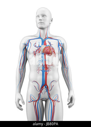 medical illustration of the vascular system Stock Photo