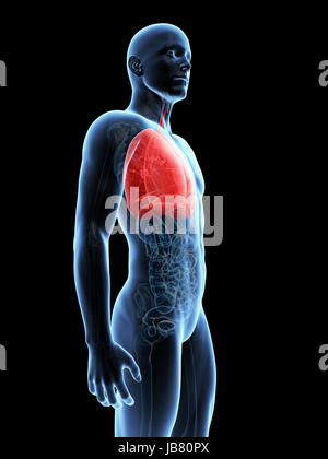 medical illustration of the lung Stock Photo