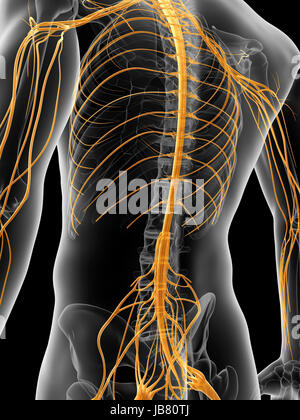 medical illustration of the nervous system Stock Photo