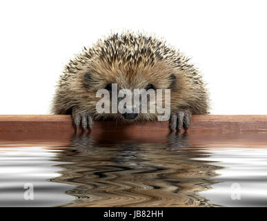 a young hedgehog looking over a wooden panel on reflective water surface Stock Photo