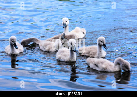 Seven 7 mute swan cygnets swimming in a lake Stock Photo
