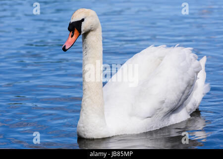 Female mute swan swimming in a lake Stock Photo
