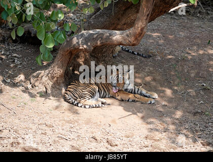 A young Tiger cub relaxing under a tree in the shade Stock Photo