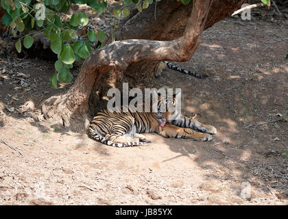 A young Tiger cub relaxing under a tree in the shade Stock Photo