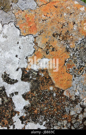 Crustose Lichen Patterns Stock Photo