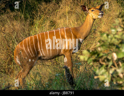 Close up profile of a sunlit female Nyala eating leaves of a bush, Greater Kruger National Park, South Africa Stock Photo