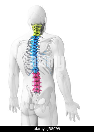 3d rendered illustration - sections of the spine Stock Photo