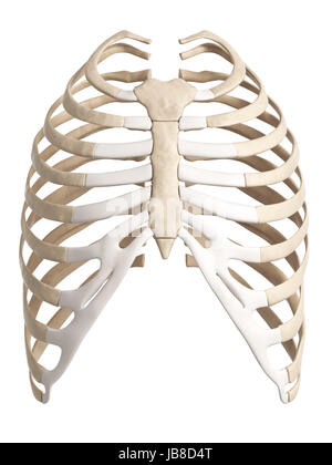 A 3D illustration of a human rib cage from a posterior view Stock Photo ...