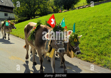 Swiss Cows are decorated and led down into the valley before the winter arrives Stock Photo