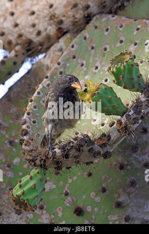 Cactus Finch feeding on a Prickly Pear Cactus in the Galapagos Stock Photo