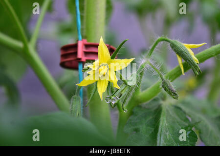 Close-up of tomato plant with one open flower and buds in greenhouse. Blurred background. Stock Photo