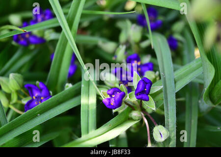 Tradescantia ohiensis, bluejacket or Ohio spiderwort has three-petaled spiderwort flowers that are usually blue to purple, but may also be pink, white. Stock Photo