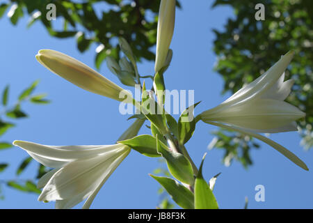 White lily or madonna lily in the home garden Stock Photo