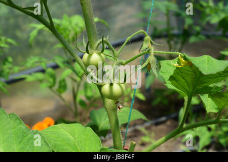 Tomatoes growing in a home greenhouse Stock Photo
