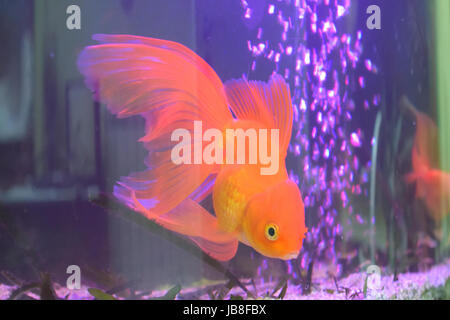 Goldfish in a home aquarium Stock Photo