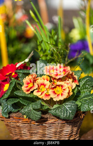 Blumen Mit Glockenfrmigen Blten