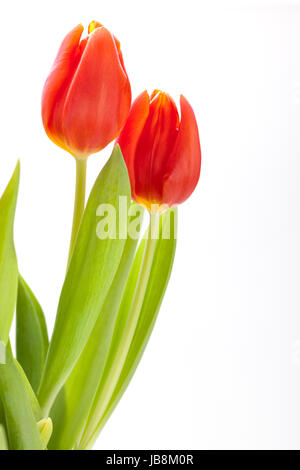 Schöne frische rote Tulpen als Blumenstrauß zu ostern und Valentinstag isoliert