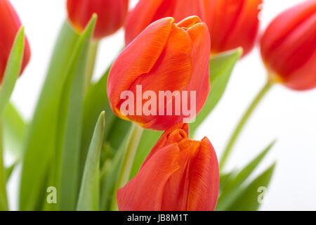 Schöne frische rote Tulpen als Blumenstrauß zu ostern und Valentinstag isoliert