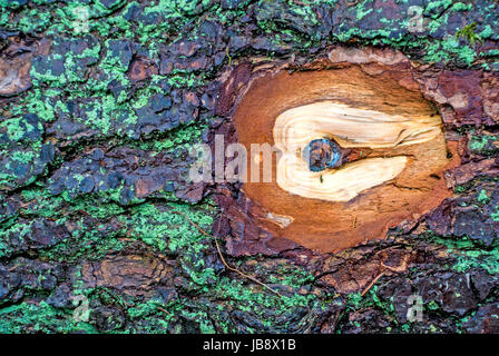 Nahaufnahme Baum mit abgesägtem Ast Stock Photo