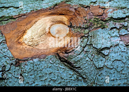 Nahaufnahme Baum mit abgesägtem Ast Stock Photo