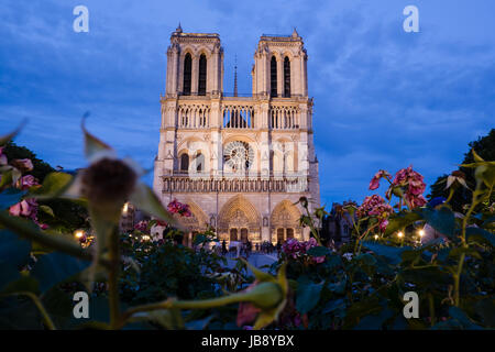 Notre Dame Cathedral during night Stock Photo