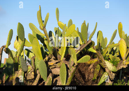Chumbera Nopal Cactus Plant on Blue Sky background Stock Photo