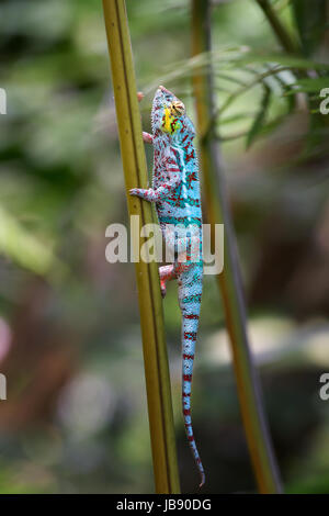 Panther Chameleon in Masoala forest Stock Photo