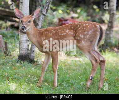 Whitetail Fawn Portrait Side View Stock Photo - Alamy