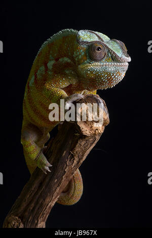 A head on close up portrait of a panther chameleon balancing on the top of a branch against a black background Stock Photo