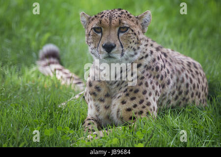 a close up photograph of a cheetah lying down on the grass staring forward Stock Photo