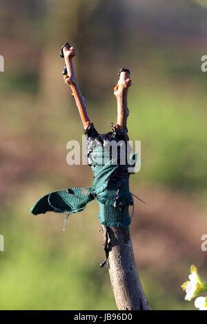 image of a grafting fruit tree in an apple orchardi n spring Stock Photo