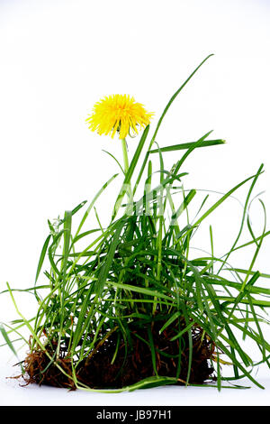 fresh grass on white in studio, image of a Stock Photo