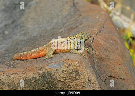 Lava Lizard on a rock in the Galapagos Stock Photo