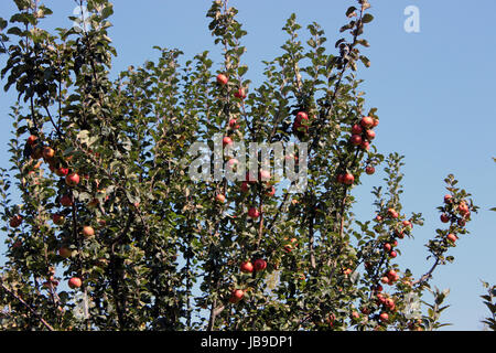 Apple tree. Multiple Apples hanging from an Apple tree on a bright blue background. Stock Photo