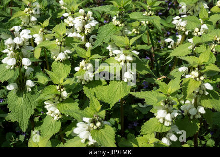 White nettle (Lamium album), flowering, Baden-Württemberg, Germany Stock Photo