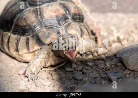 Turtle Testudo Marginata european landturtle closeup wildlife with open mouth Stock Photo