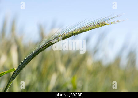 Wheat ear (triticum) in wheat field, North Rhine-Westphalia, Germany Stock Photo
