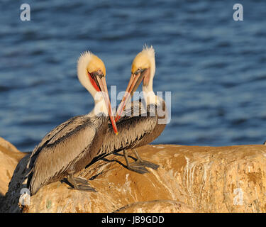 Two brown pelicans (Pelecanus occidentalis) sitting on rock, California, USA