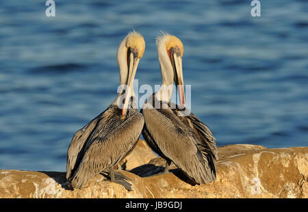 Two brown pelicans (Pelecanus occidentalis) sitting on rock, California, USA