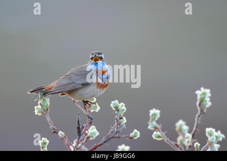 Singing Red-spotted bluethroat (Luscinia svecica svecica), singing male, Norway Stock Photo