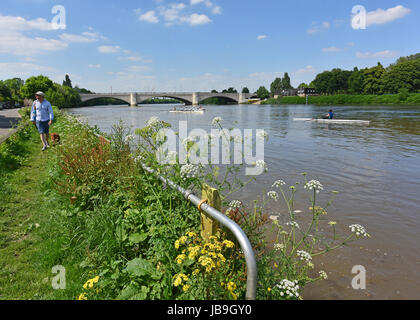 London, U.K. - May 25, 2017 - Man Walking his dog on the Thames Path and Scullers in their Racing Shells Near the Chiswick Bridge across the Thames. Stock Photo
