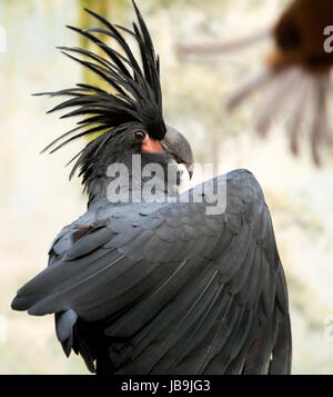 Palm Cockatoo, Probosciger aterrimus, also known as the Goliath Cockatoo Stock Photo