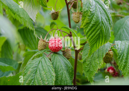 Raspberries ripening on a raspberry bush. Stock Photo