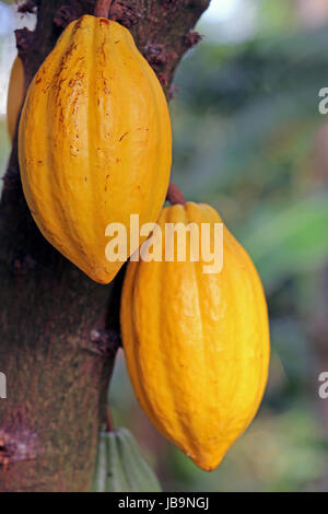 ripe fruit of the cocoa tree Stock Photo