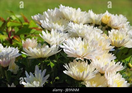 Chrysantheme weiss - chrysanthemum white 01 Stock Photo