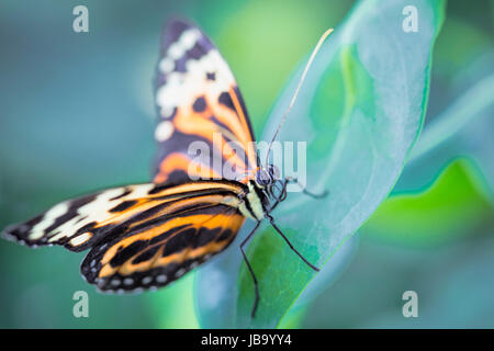 Tiger-Passionsblumenfalter Tiger-Passionsblumenfalter