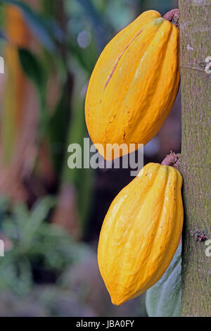 ripe fruits cacao tree Stock Photo