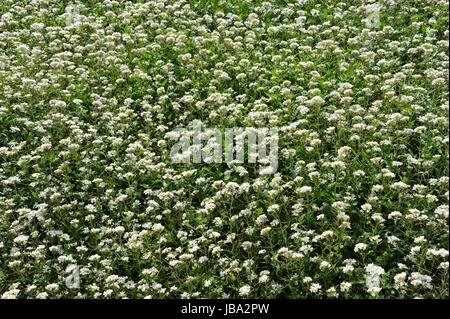 leguminosae schmetterlingsblütler Stock Photo
