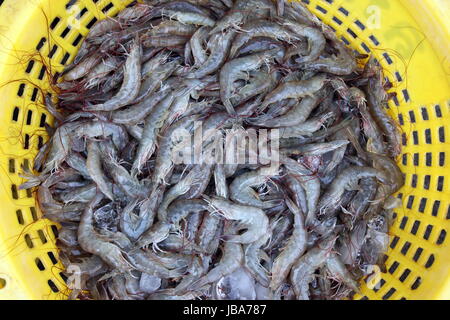 Eine Crevetten Zucht in der Landschaft des Khao Sam Roi Yot Nationalpark am Golf von Thailand im Suedwesten von Thailand in Suedostasien. Stock Photo